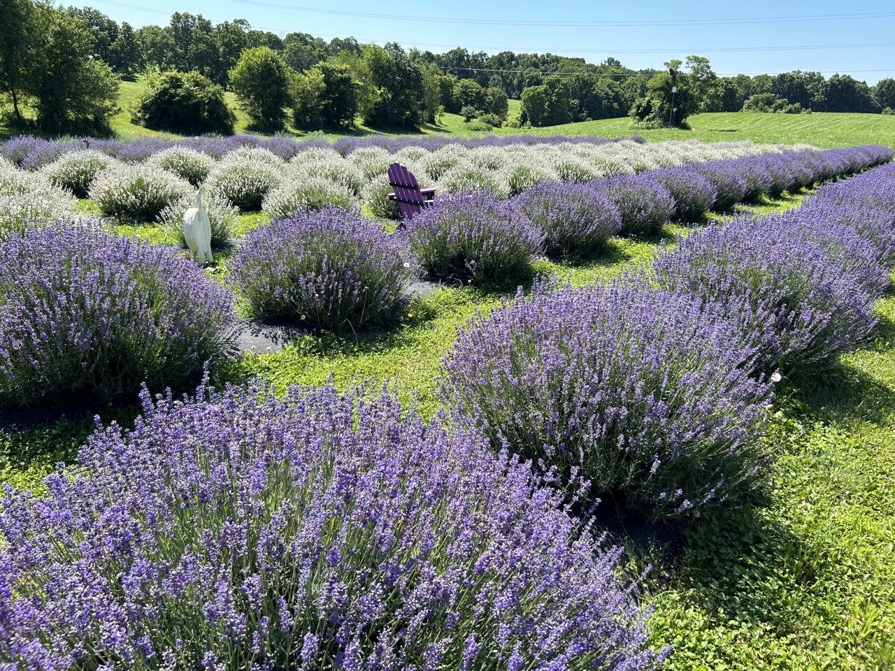Bayer Farms lavender fields